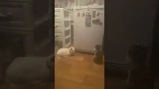 А когда же откроется холодильник?! #shortvideo #shortsviral #action