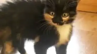 Самый смешной котенок
