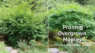 Pruning Overgrown Maples | Our Japanese Garden Escape
