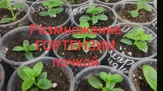 Самый быстрый способ размножения метельчатой гортензии 🌿Грунт для черенкования