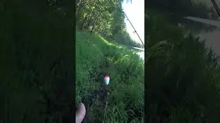 Живец на щуку летом с берега на поплавок. #shorts  #fishing #рыбалка #fish #рыба