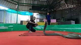 Thailand - King Cobra Show