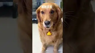 Còn những người tàn ác thì được sống thảnh thơi 😒😒😒pet dog xuhuong