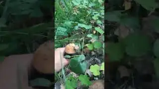 на тихой охоте...svok///