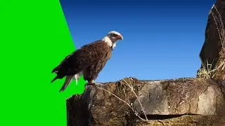 Green Screen Eagle | Download Link