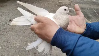 Бойние голуби. Голубиный рынок. 19.05.24 Грузия. Тбилиси