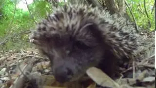 Cute hedgehog trying camera