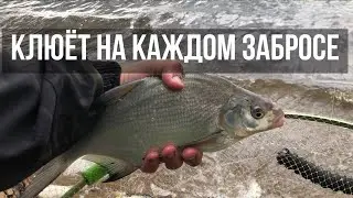 НОВАЯ ПРИКОРМКА РАБОТАЕТ! Рыбалка на фидер в черте города