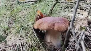 Тихая охота. Ну и красавцы же эти боровики! А так же подосиновики, подберёзовики, сыроежки...