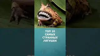 Топ-10 самых странных лягушек 