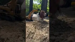 Dog enjoys neck scratch from excavator toy in Orcas Island, Washington