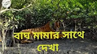 সুন্দরবনের বাঘের সাথে দেখা |The Royal Bengol Tiger in Sundarbon |Sundarbon Vlog | BD SUMON