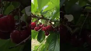 ,Черешня Німба по 18 грамів..
