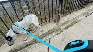 А мы на 🔛прогулке. Алабай и Кошка. Друзья не понарошку!) Рут всех посчитала.)
