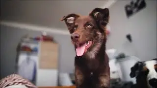 WOODY- tricks at home -5 months