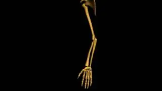 Human 3D, Скелет,06 Верхняя конечность скелета