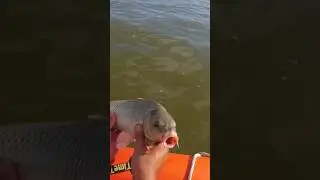 Теперь знаю где стоит вся рыба на речке!