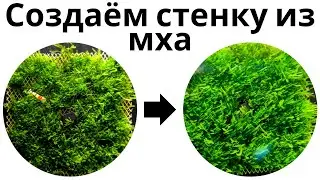 Стенка из мха в аквариуме