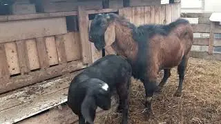 Покрываю нубийскую козу