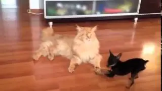 Кошки против собак