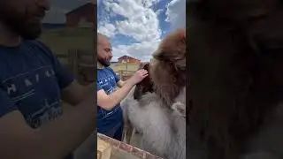 Верблюженок по кличке Пасхаль родился на Пасхе