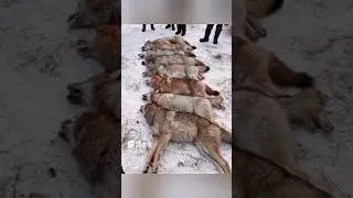 Стая волков напали на человека