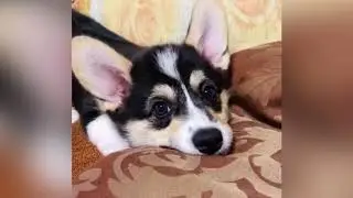 Corgi Luna | Корги Луна - попа как у Ким