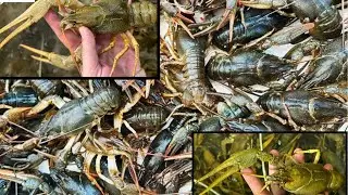 Ловлю раки на Китайские раколовки 