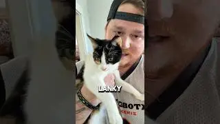 Ballad of Methanne & Tazer Tina #cat #kitten