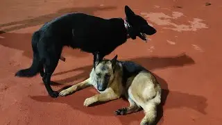 Alman Kurdum Cheza Eşi ile Buluştu.Alman Kurdu Eşleştirme.