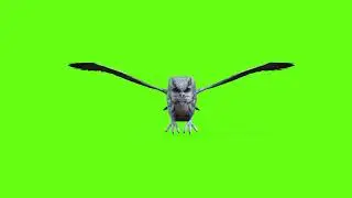 Green Screen OWL Animation OWL Green Screen Videos