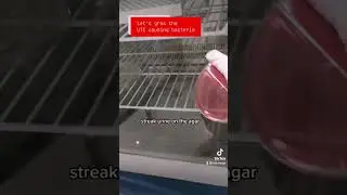 Growing gramnegative bacteria 