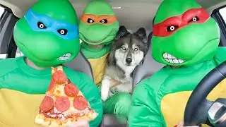 Pig Steals Puppy From Turtles in Car Ride Chase!