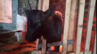 ПОМОЩНИК В ХОЗЯЙСТВЕ 😍😘