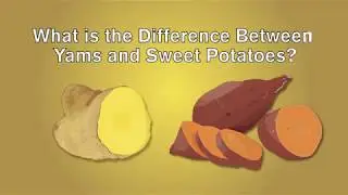 What's the Difference Between Yams and Sweet Potatoes?