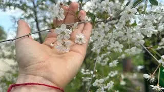 Цветы которые ты любишь ❤️