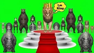 wild animal stampede green screen | animal stampede and running video