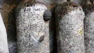 Война с Мошками.Как бороться с мошками в грибном помещении?Мой способ.Выращивание грибов Вешенка..
