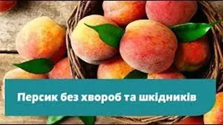 Обробка і захист персика від хвороб та шкідників