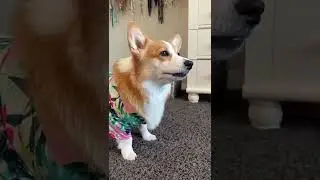 Corgis hide pet monkey!