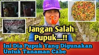 Jangan Salah Pupuk...!! | Pupuk Ini Yang Di Butuhkan Tanaman Cabe | @kendeltani