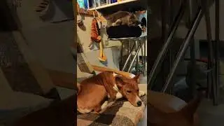 Спокойной ночи 