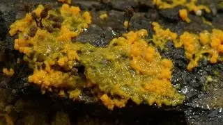 Mould Time-lapse - The Great British Year: Episode 4 Preview - BBC One