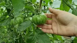 Начинаю обрезать листья у томатов 🌿🌿🌿 Когда и сколько срезать листьев