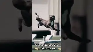 Мини французские бульдоги я буду успешным  