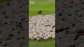 HUMAN AND ANIMALS showing love make HEART Melting - CUTE Animals Hugging People