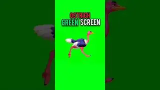 Ostrich running green screen