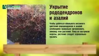 Укрытие рододендронов и азалий на зиму