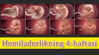 4 HAFTALIK HOMILA | HOMILA RIVOJLANISHI