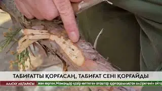 Ғаламшардағы ең үлкен ағаш медициналық тексеруден өткізілуде